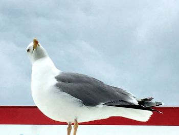 Low angle view of bird perching against sky