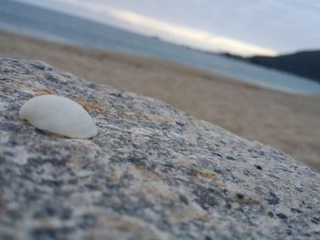 Close-up of seashell on beach