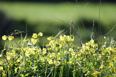 Close-up of flowering plants on field