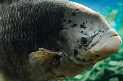 Close-up of fish swimming in sea