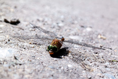 Close-up of dragonfly on field