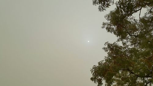 Low angle view of trees against clear sky