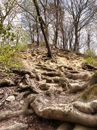 View of trees in forest