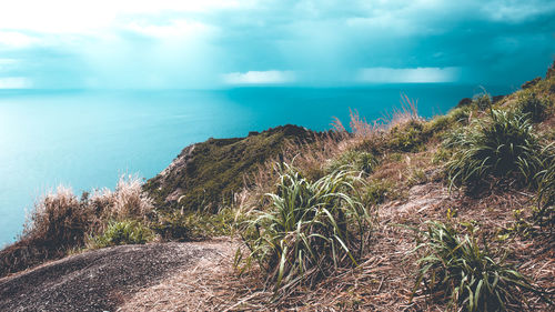 Plants by sea against sky