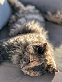 Close-up of cat resting