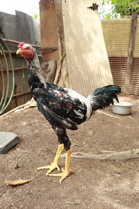 Close-up of a bird