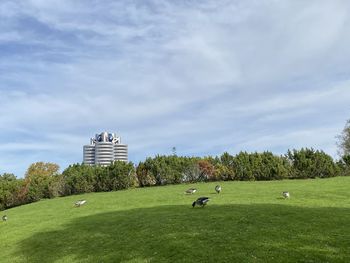 Scenic view of grassy field against sky