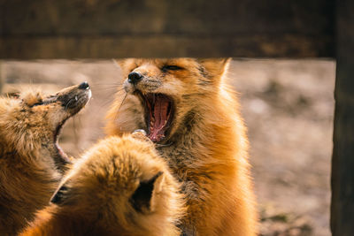 Close-up of two animals in zoo