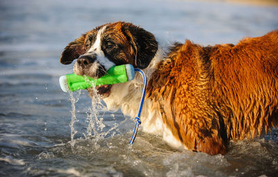 Dog standing in sea