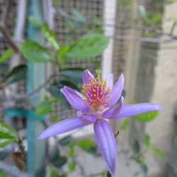 Close-up of purple flower