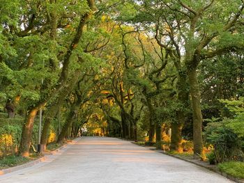 Empty road amidst trees in forest