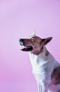 Playful mixed breed shepherd dog portrait on pink background