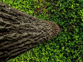 Close-up of tree on field