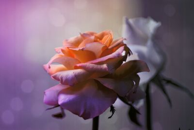 Close-up of rose blooming outdoors