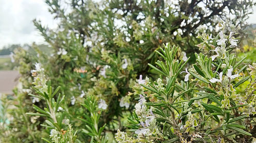 Close-up of plants