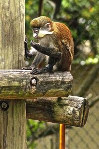 Monkey in zoo