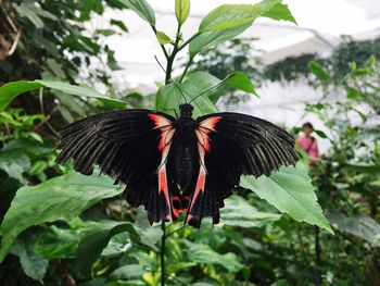 Close-up of butterfly perching on plant