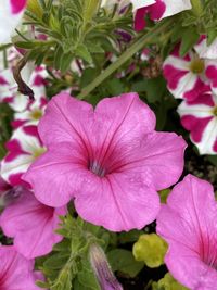 Close-up of pink flowering plant