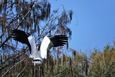 Low angle view of bird flying against the sky