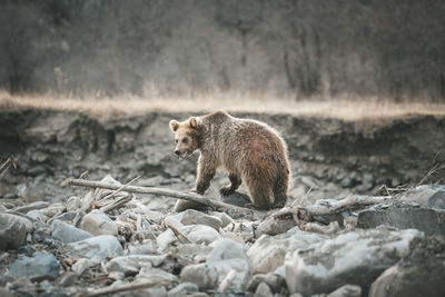 Bear in the wild