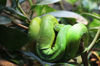 Close-up of green lizard on plant