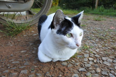 Portrait of white cat lying on field