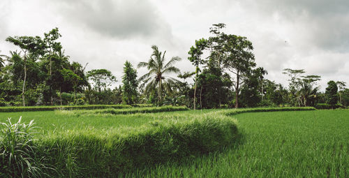 Scenic view of trees on field against sky