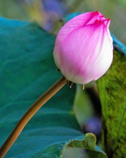 Close-up of pink flowers