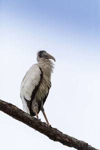 Gangly wood stork mycteria americana perches high in a pine tree above a swamp in naples, florida.