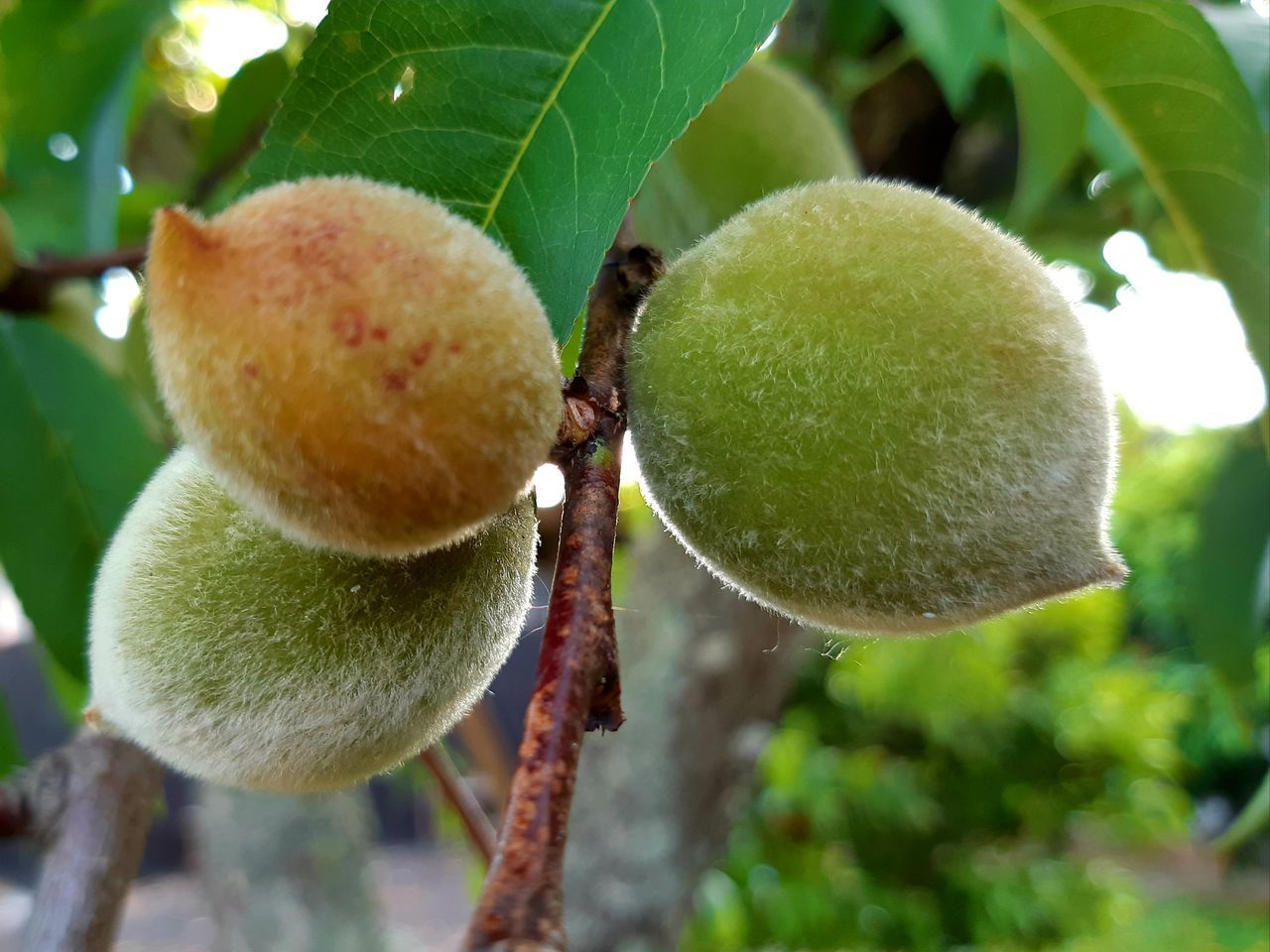 CLOSE-UP OF FRUITS GROWING ON PLANT