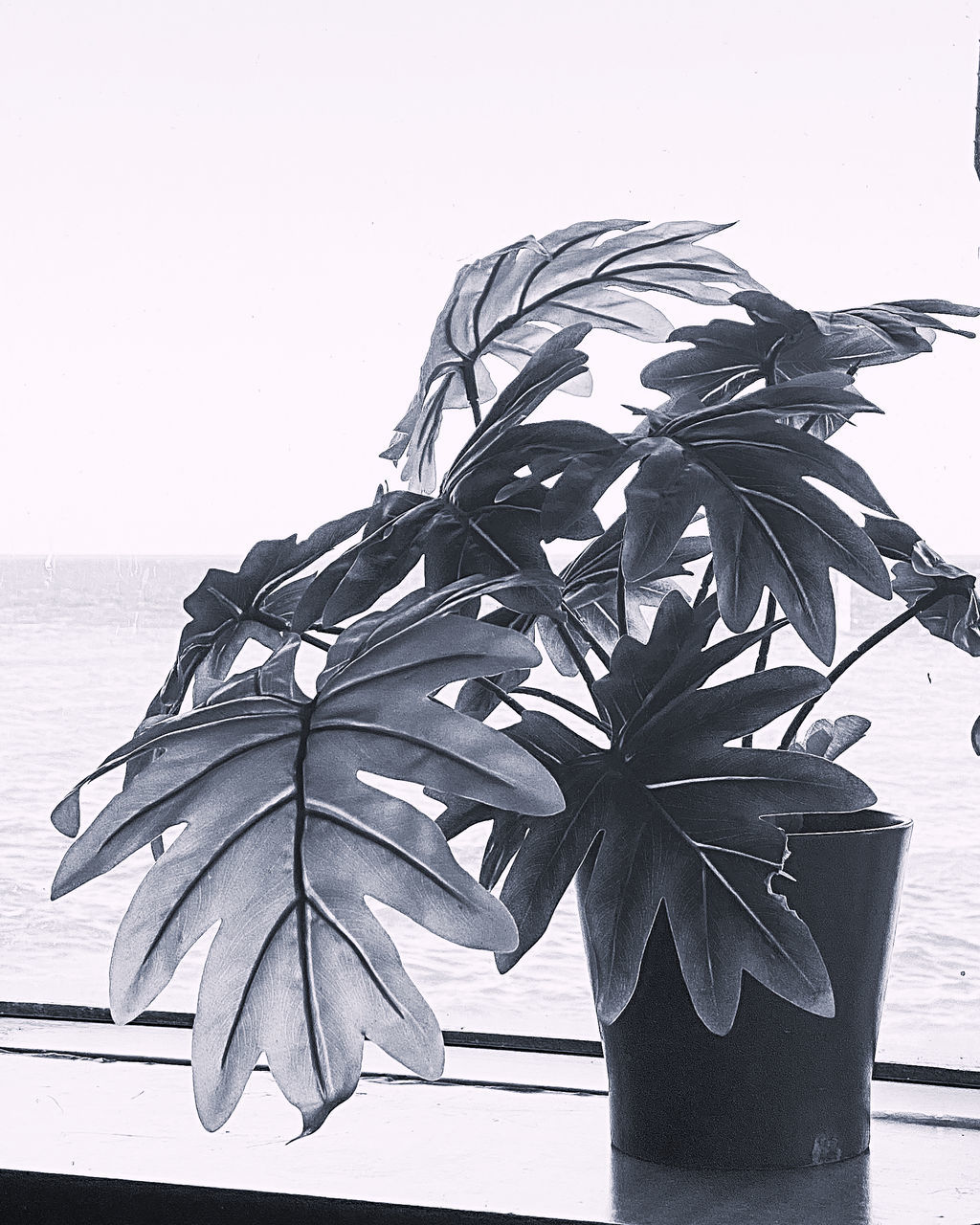 leaf, nature, plant part, sky, table, plant, no people, water, sea, clear sky, close-up, day, outdoors, growth, food and drink, copy space, beauty in nature, freshness