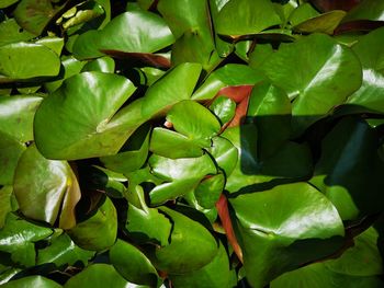 Close-up of green leaves on plant