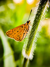 Close-up of butterfly on leaf