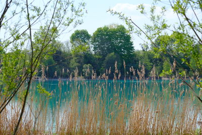 Scenic view of lake against trees in forest