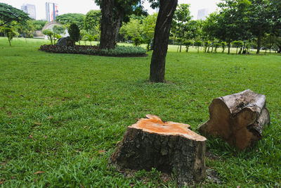 View of tree stump on field