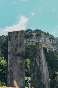 Low angle view of tree trunk against sky