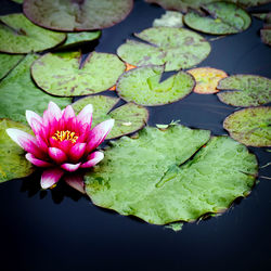 Close-up of lotus water lily in lake