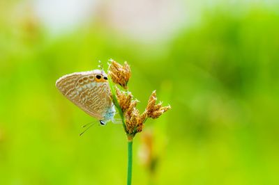 Close-up of butterfly on leaf