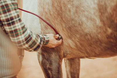 Vet examining horse