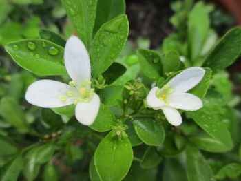 Close-up of water drops on plant