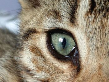 Close-up portrait of cat