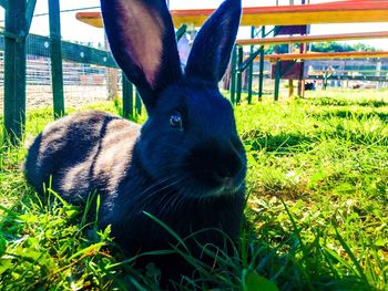 Close-up of rabbit on grassy field