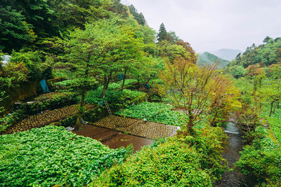 Trees in a garden