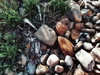 Pile of logs