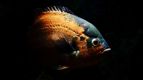 Close-up of fish swimming in aquarium