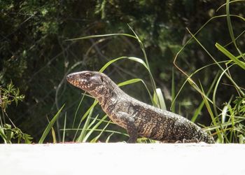 Close-up of a lizard on grass