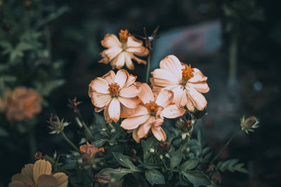 Close-up of white flowering plants