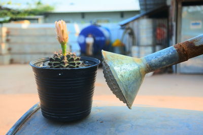 Close-up of potted plant on table