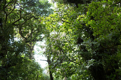 Low angle view of trees in forest