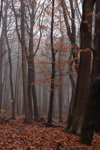 Trees in forest during autumn